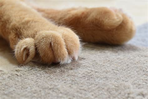 Banning Declawing Doesnt Mean More Cats End Up In Shelters Shelter
