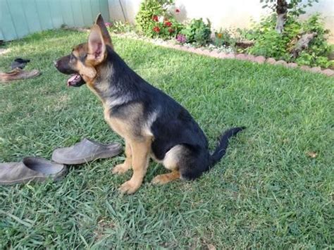 Find local german shepherd dog puppies for sale and dogs for adoption near you. Female AKC German Shepherd Puppies for Sale in Sacramento ...