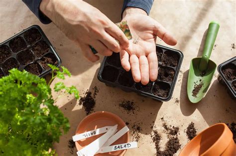 See Useful Tips And Tricks For Germinating Seeds