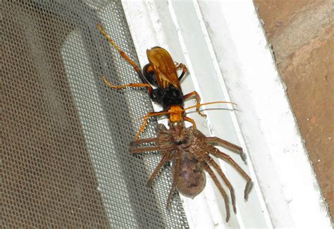 Australian spiders have a fearsome reputation, but our bees typically pose more of a threat. Spider Wasp preys upon Huntsman Spider - What's That Bug?