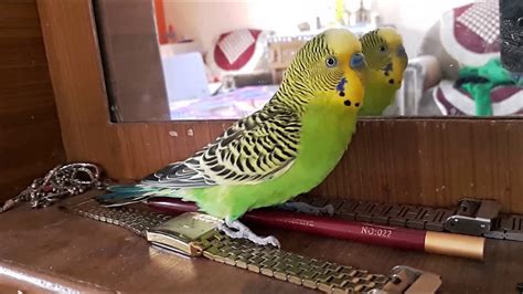 Beautiful Budgie Talking To Himself In The Mirror Youtube