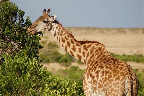 Stupefying Facts About Giraffes That Will Make You Gawk Animal Sake