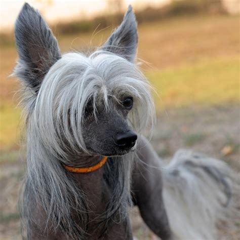 Chinese Crested Dog Breed Facts And Information