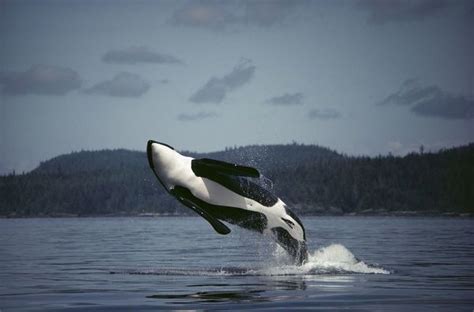 Print Of Orca Orcinus Orca Male Breaching Johnstone Strait British
