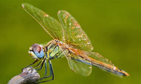 Dragonfly Vs Butterfly Whats The Difference A Z Animals