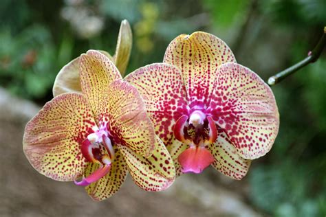 Native to southeastern asia and parts of australia, moth orchids are popular horticultural plants and are commonly grown indoors. moth orchid | Description & Care | Britannica