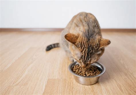 Hungry Cat Eats Dry Food From An Iron Plate Stock Photo Image Of