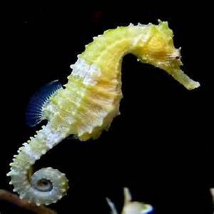 Seahorses Hippocampus barbouri, (zebra nosed seahorse) for sale 