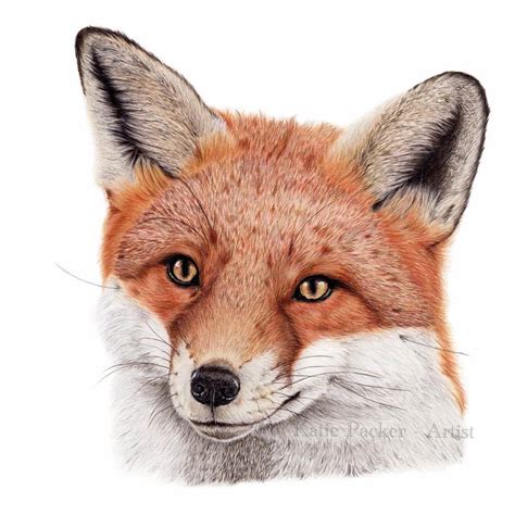 Swift Fox Drawing At Explore Collection Of Swift