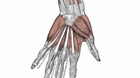 Diagram Of The Muscles In The Forearm Wrist And Hand Muscles Hand