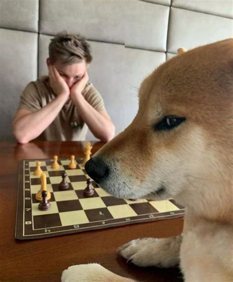 Chess Doge Blank Template Imgflip