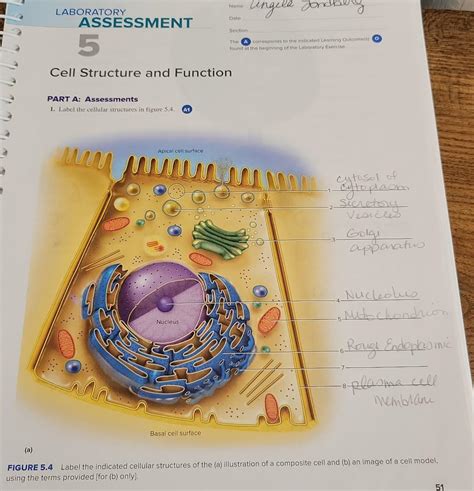 Solved LABORATORY Cell Structure And Function PART A Chegg Com