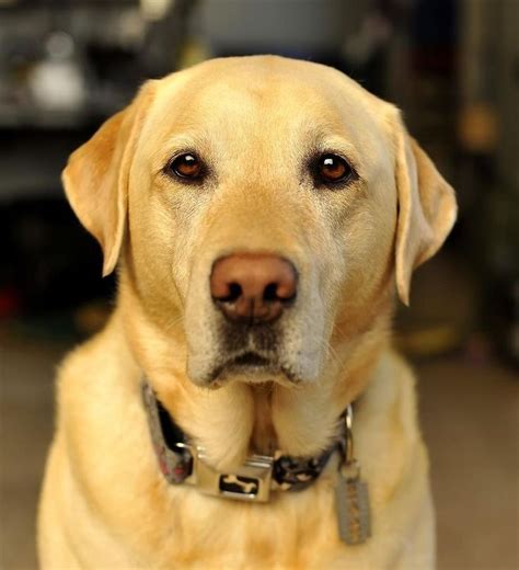See and discover other items: Yellow Labrador Retriever...beautiful! Reminds me of our ...