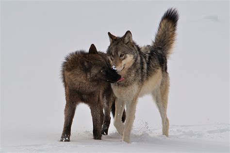 The wonders of wolf-watching in Yellowstone National Park - The
