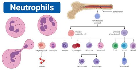 What Causes High Neutrophils In Dogs Wbc Disbalnce Serve Dogs