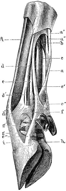 Muscles, tendons, and ligaments run along the surfaces of the feet, allowing the complex movements needed for motion and balance. Tendons and Ligaments of Ox Leg | ClipArt ETC