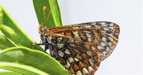 Endangered Butterfly Could Get New Lease On Life With Breeding Program