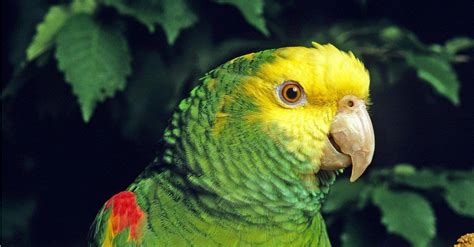 Amazon Parrot Bird Facts A Z Animals