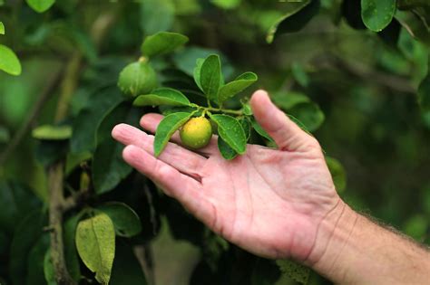 The Greening Of Florida Citrus Means Less Green In Growers Pockets