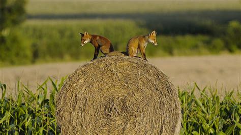 Young Red Foxes Vosges Bing Wallpaper Download