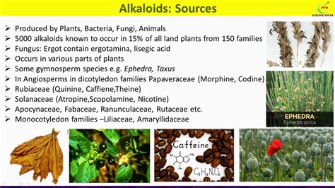 Types Of Alkaloids In Plants Carol Greene