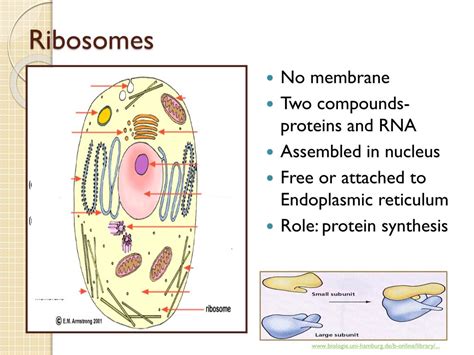 We did not find results for: PPT - Cell Structure and Function PowerPoint Presentation ...
