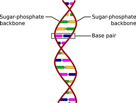 The Structure Of Dna Mooramo