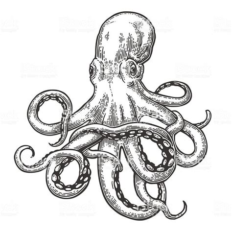 Octopus Vector Black Engraving Vintage Illustrations Isolated On