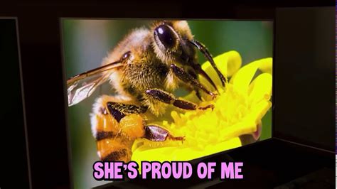 Heyimbee Im A Bee Youtube