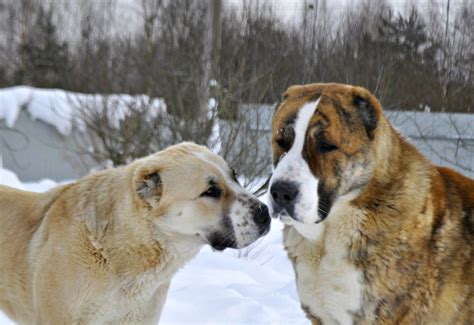Horses and dogs tube alabai dog origin is russia and central asia region. Alabai | Large dog breeds, Alabai dog, Dogs