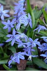 Images of Squill Flower