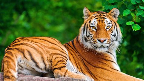 Tiger Full Hd Wallpaper And Background 1920x1080 Id300181