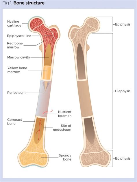 Long Bone Labeled Long Bone Label The Structure The Long Skeletal