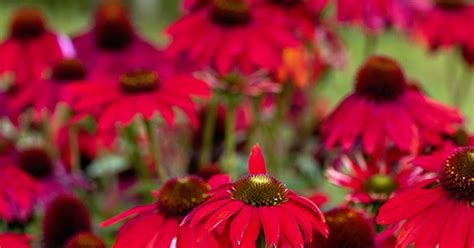 Red Perennial Flowers That Bloom All Summer Best Bulbs For Late