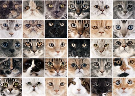 Cat Breeds A Guide Into The World Of Friendly Felines