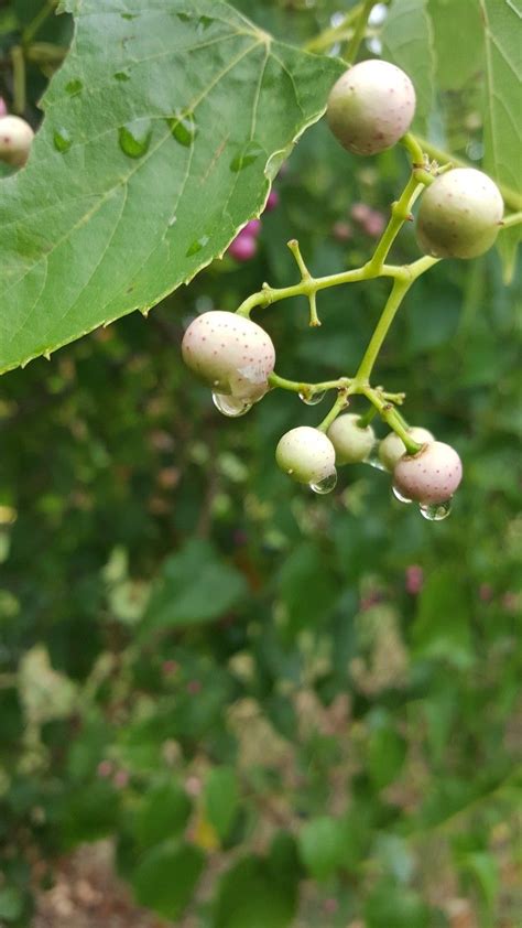 Guide to growing grapes,growing grapes,growing grape vines,how to grow grapes,growing grape plants,how to grow grape show off your favorite photos and videos to the world, securely and privately show content to your friends and. Grapevine after rain (With images) | Grape vines