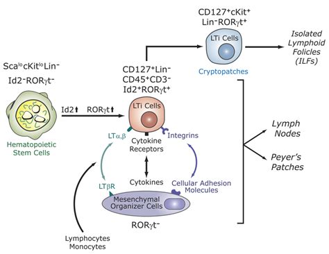 Rorγt Is Essential For The Development Of Secondary Lymphoid Tissues