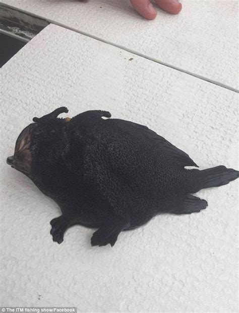 Creepy Black Alien Frogfish Caught In New Zealand