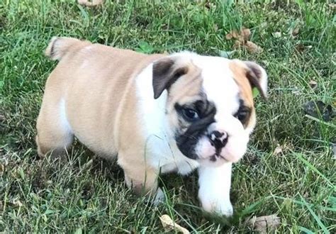 I'm so very excited to bring the bulldog community even more value with i am bulldog ! Miniature English Bulldog Puppies For Sale | Bossier City ...