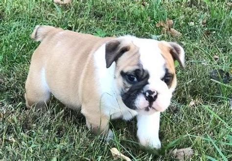 Akc english bulldogs in mississippi. Miniature English Bulldog Puppies For Sale | Bossier City, LA #270644