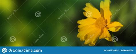 Cute Yellow Summer Flower Stock Photo Image Of Fresh 209773460
