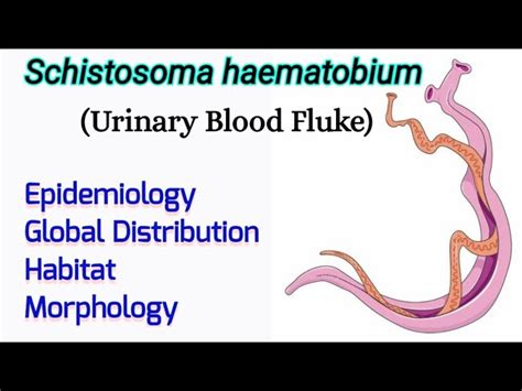 Schistosoma Haematobium Worm