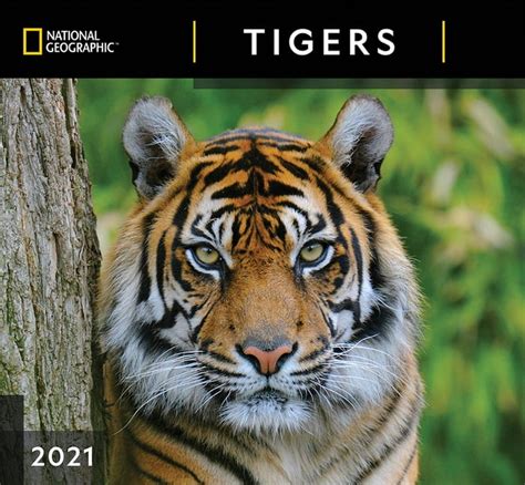 Cal 2021 National Geographic Tigers Wall