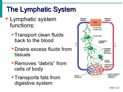 Lymphatic System Notes Lymphatic System Notes Lymphatic System