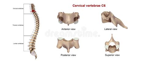Cervical Vertebrae C6 Stock Illustration Illustration Of Skull 78412468