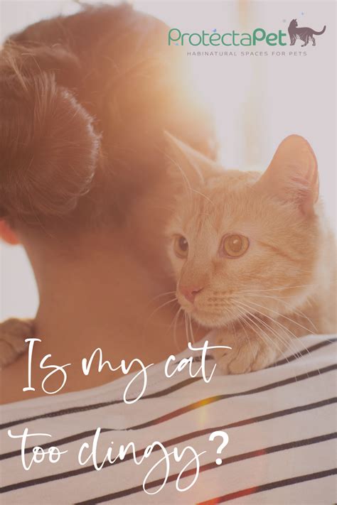 Is My Cat Too Clingy Cats Pets Health And Wellbeing
