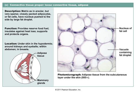 It provides structural support and. Chapter 4 - Biological Sciences 1341 with Mc Afee at Ohio ...