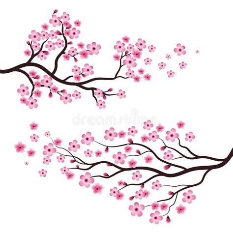 Sakura Beauty Flower Vector Icon Illustration Design Stock Vector