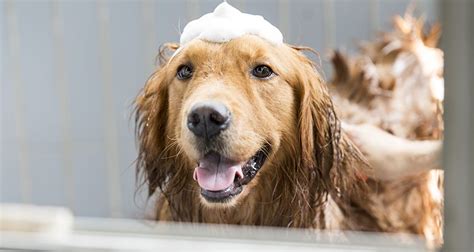 How To Bathe A Dog Or Cat Using Medicated Shampoo Ny Vet
