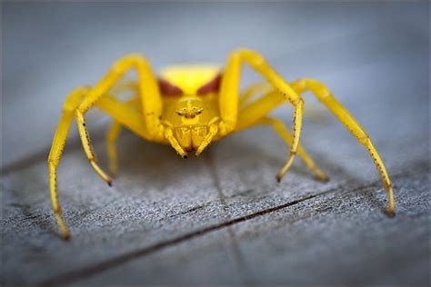 Daily Dose Of Imagery Yellow Spider